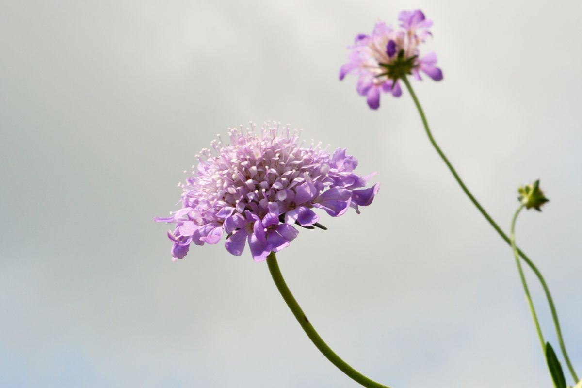 plantas de colección   Scabiosa columbaria, butterfly blue