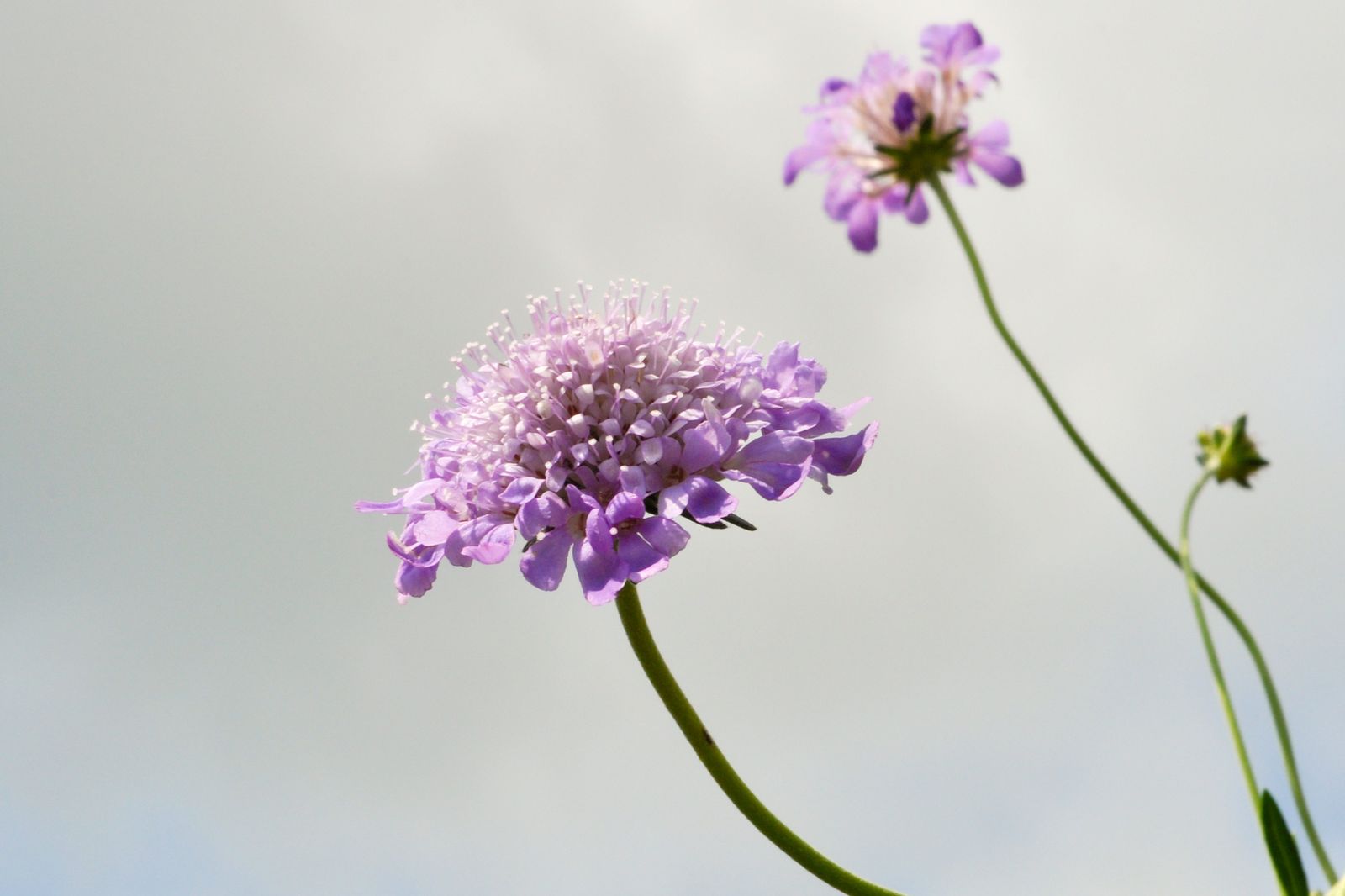 plantas de colección   Scabiosa columbaria, butterfly blue