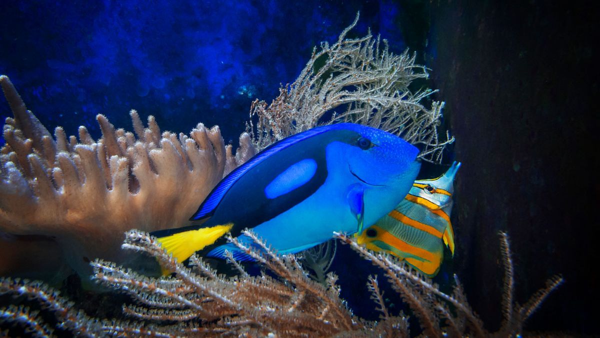 pez cirujano acuario