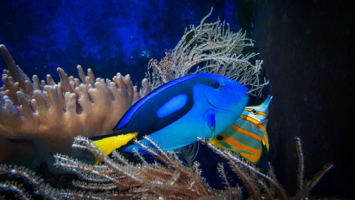 pez cirujano acuario