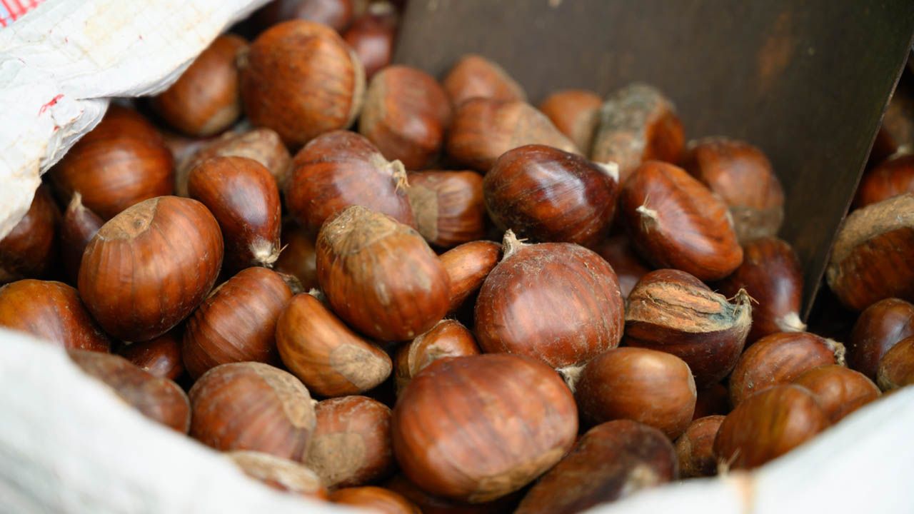 cosecha de castanas