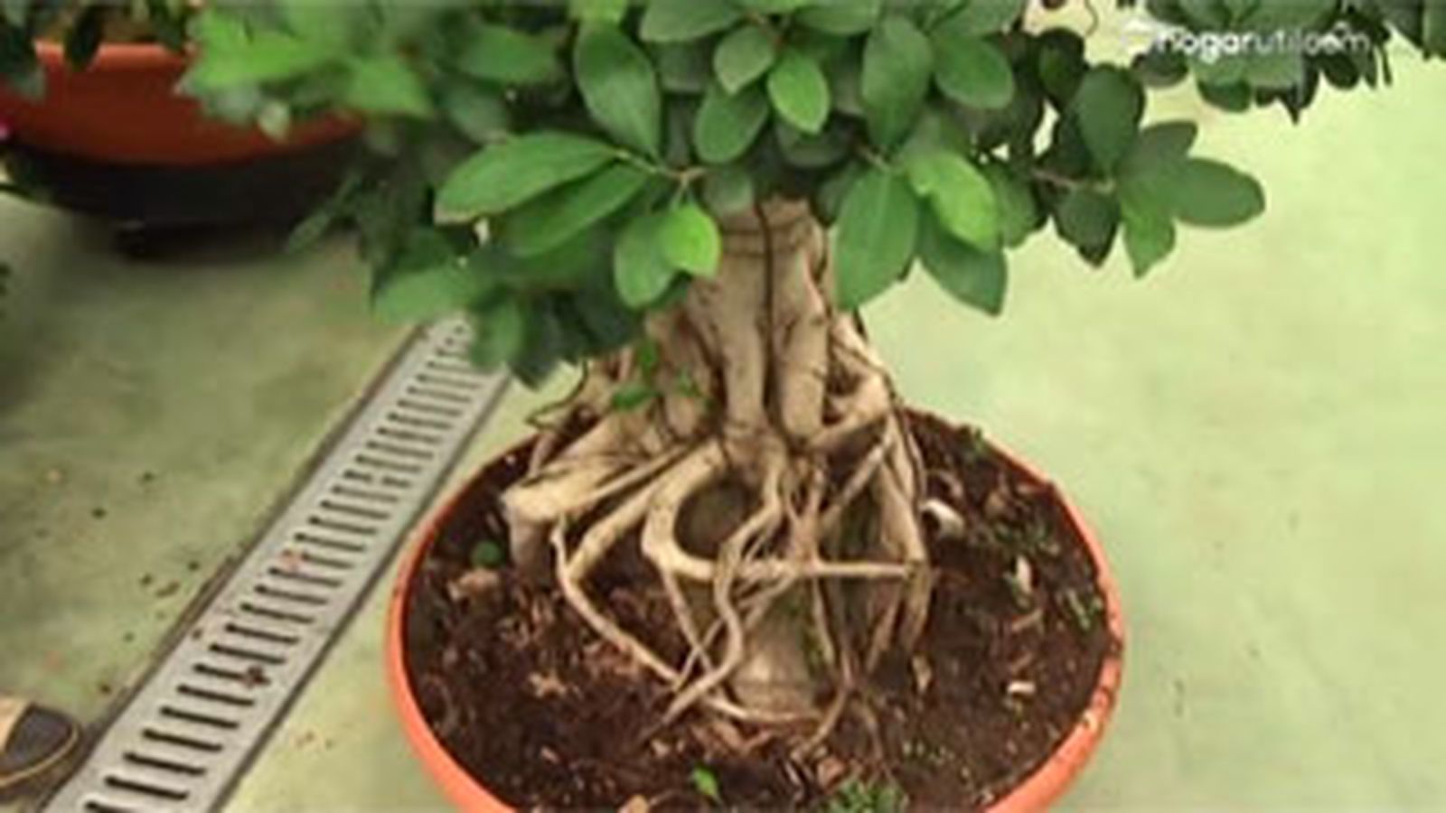 DEKO_JARDIN_403 aporte estetico ficus ginseng grande