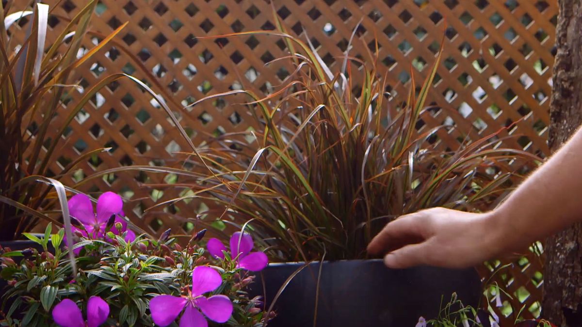 brico 0909 3 jardineria tibouchina gross baby composicion phormium