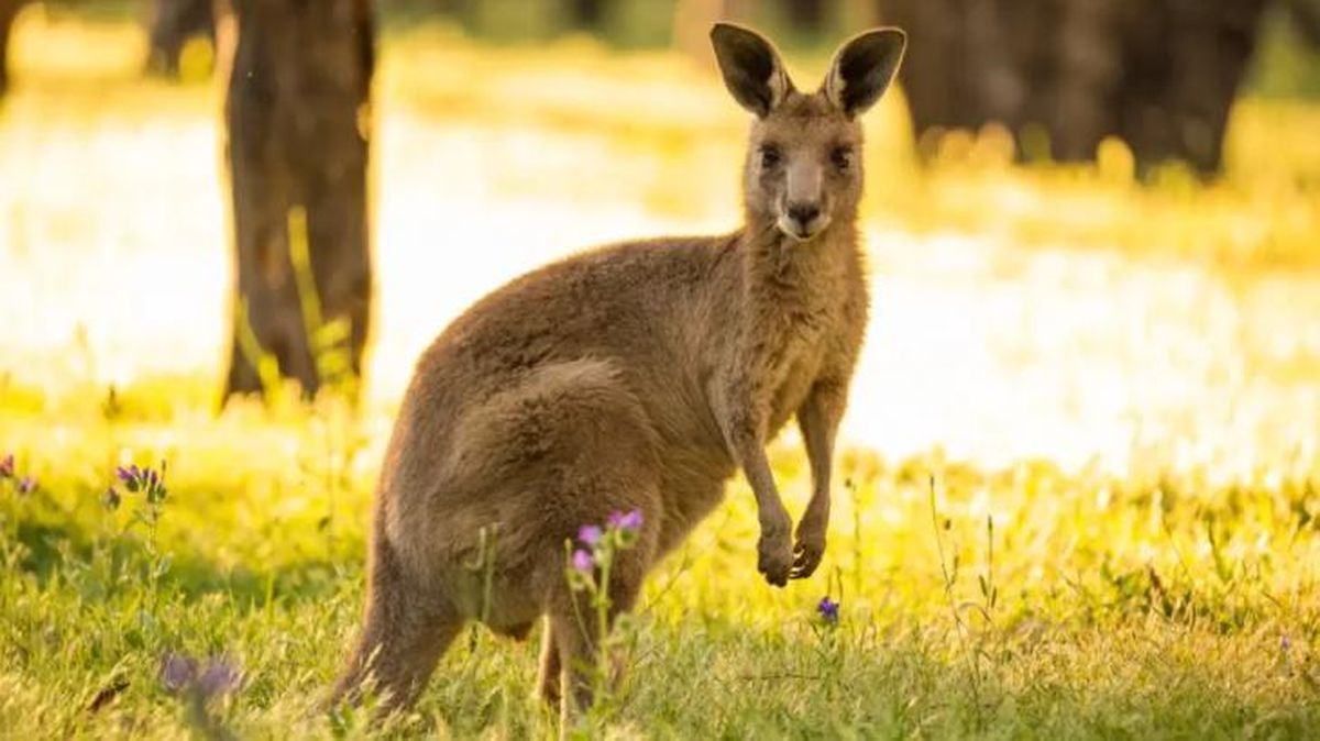 animales que empiezan por w walaro