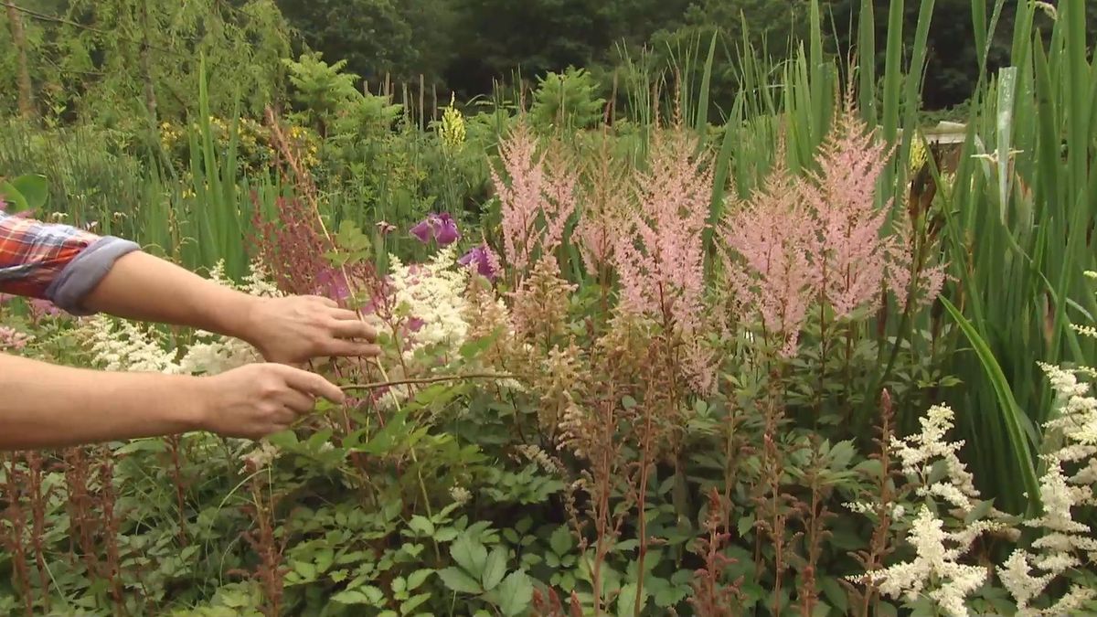 deco 0703 astilbes caracteristicas