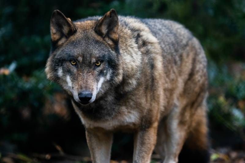 Los lobos prefieren decantarse por los ungulados salvajes (animales con pezuñas).