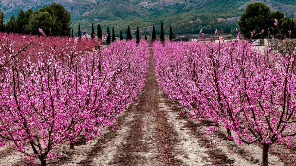 Son muchos lugares de España los que destacan por su llamativa floración primaveral.