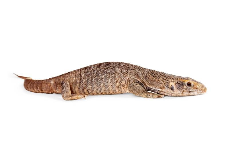Este reptil puede comer serpientes, pequeños insectos, otros reptiles, aves, huevos e incluso, carroña.
