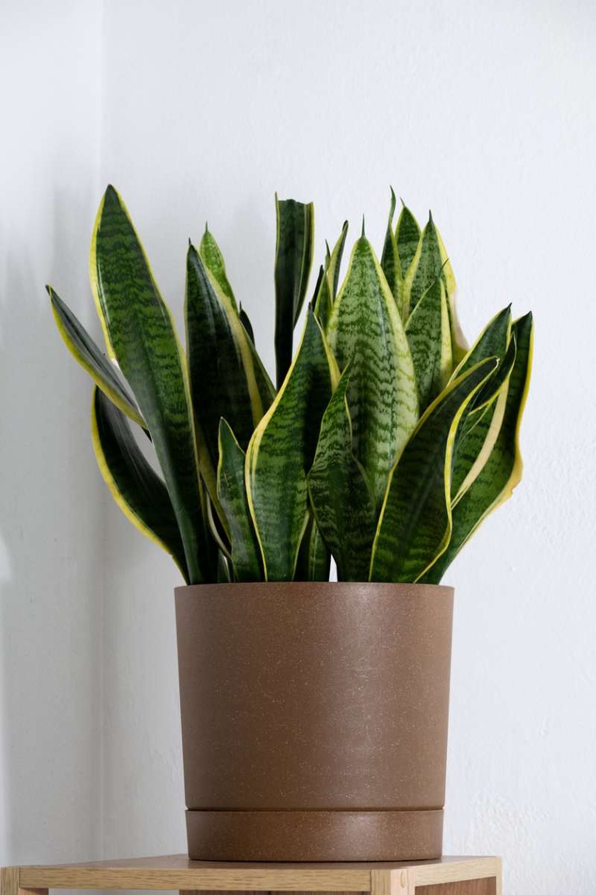 Sansevieria trifasciata.