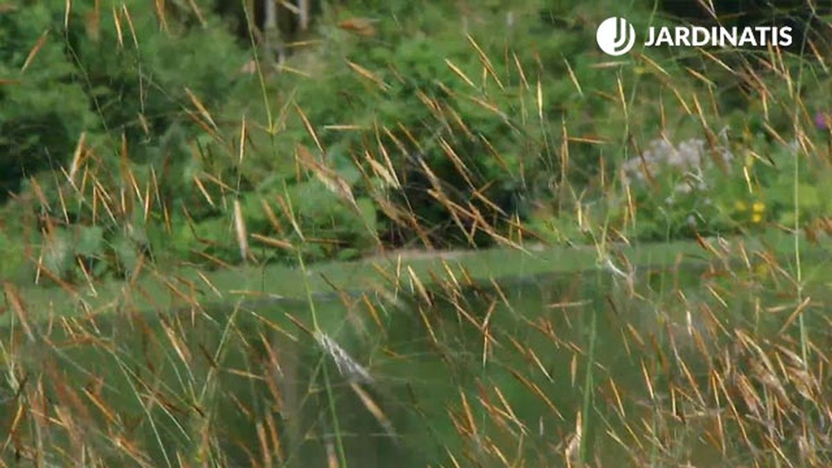 Stipa gigantea deco622