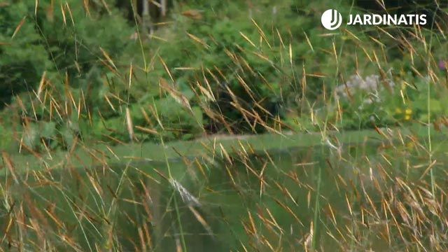Stipa gigantea deco622