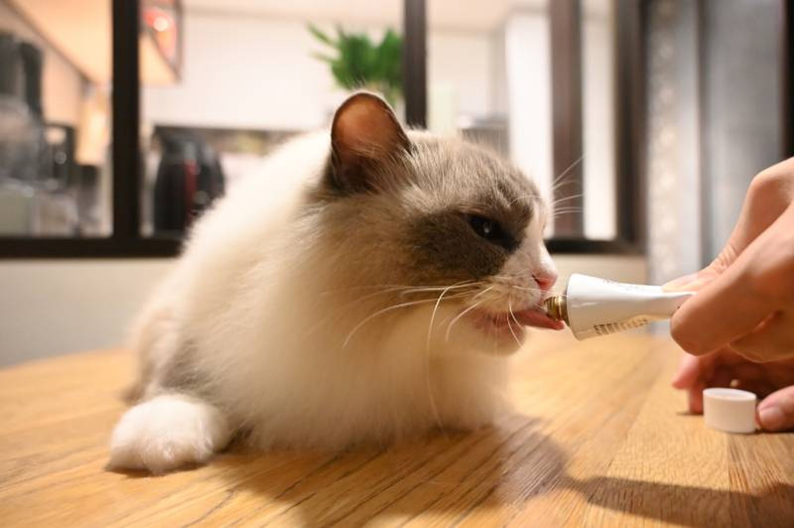 Incluir la malta dentro de una dieta para gatos ofrece múltiples ventajas.