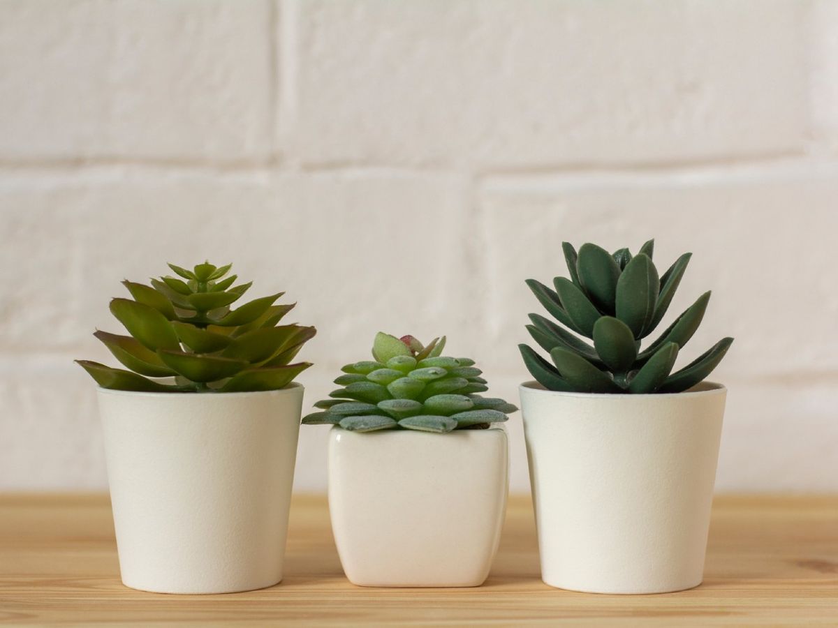 Suculentas en macetas de cerámica.