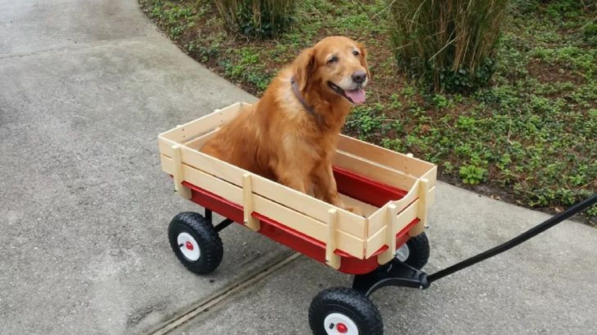 artrosis en perros 1