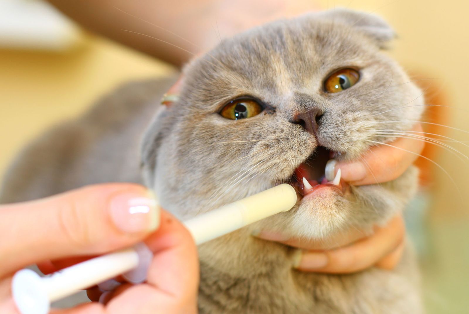 parasitos intestinales xl