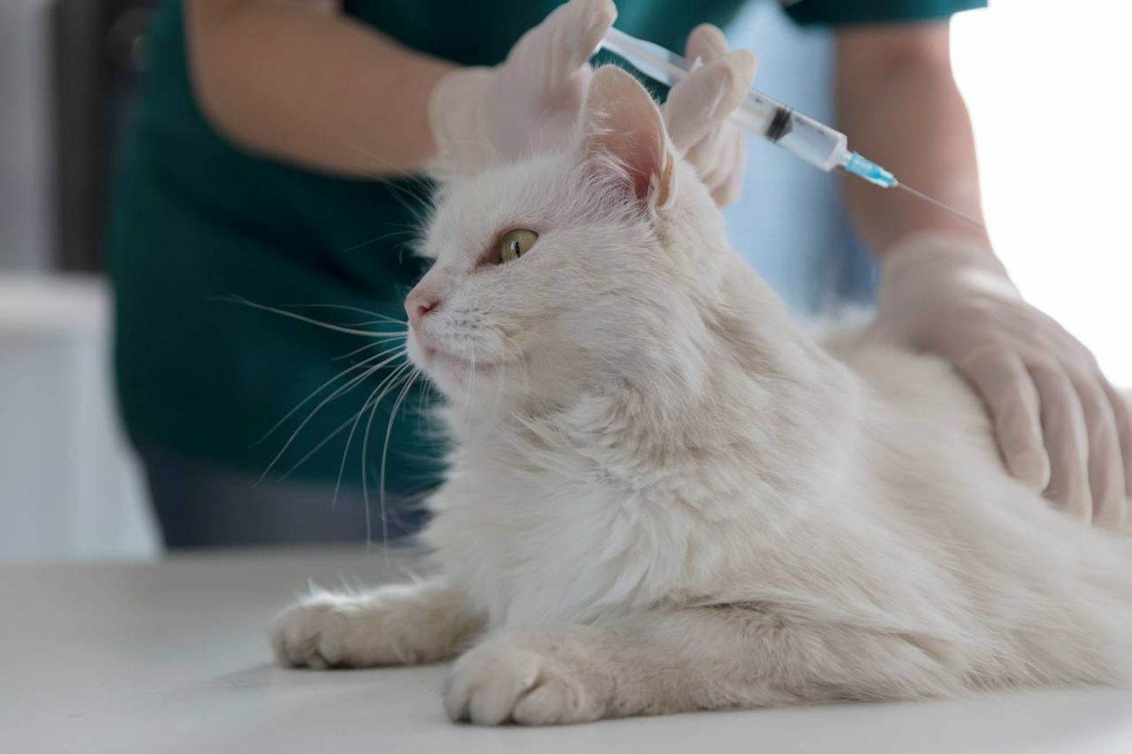 La vacunación y desparasitación son procedimientos que debemos coordinar para evitar complicaciones.