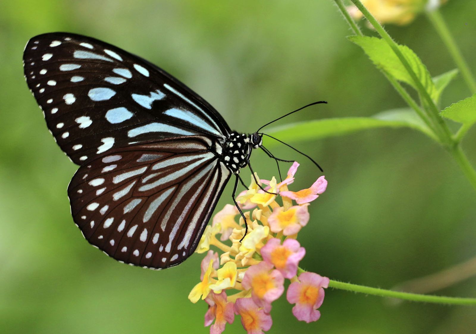 Estas pequeñas criaturas esconden un mundo lleno de curiosidades y datos sorprendentes.