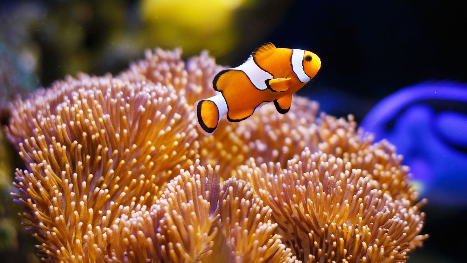 peza payaso arrecife