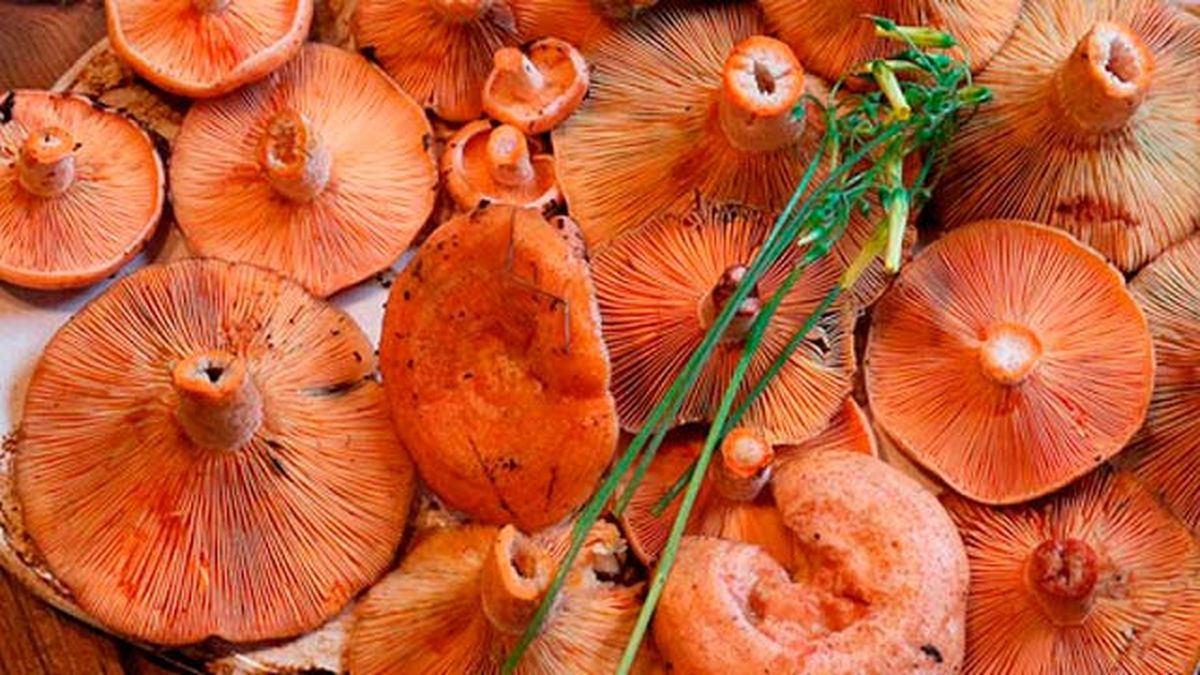 setas comestibles niscalo rovellon