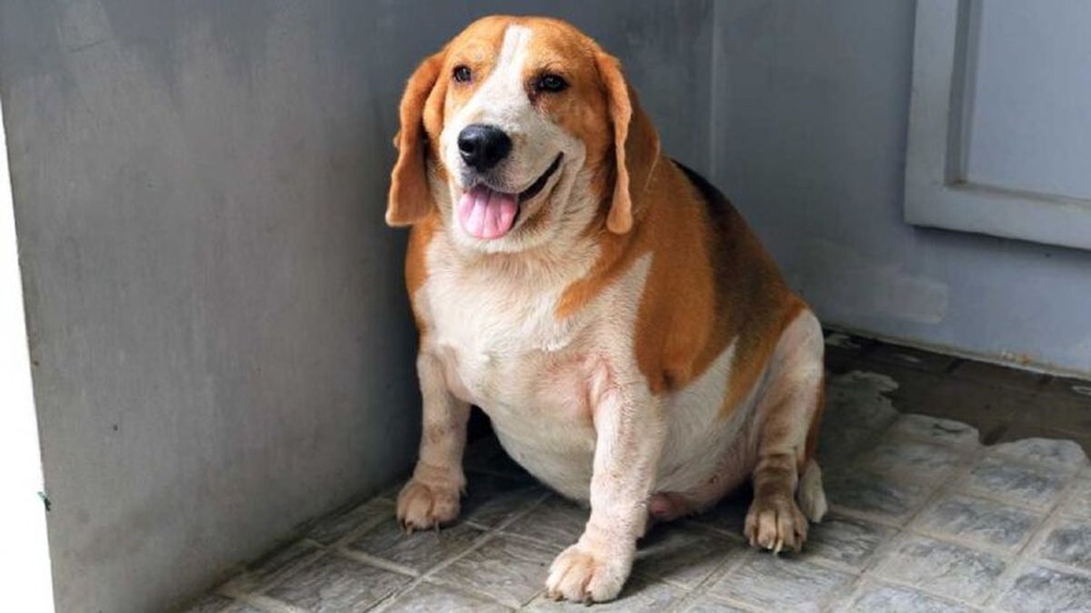 pancreatitis en perros 3