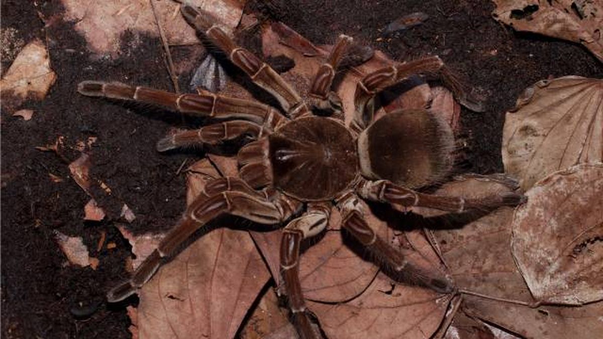 tarantula goliat arana mas grande del mundo