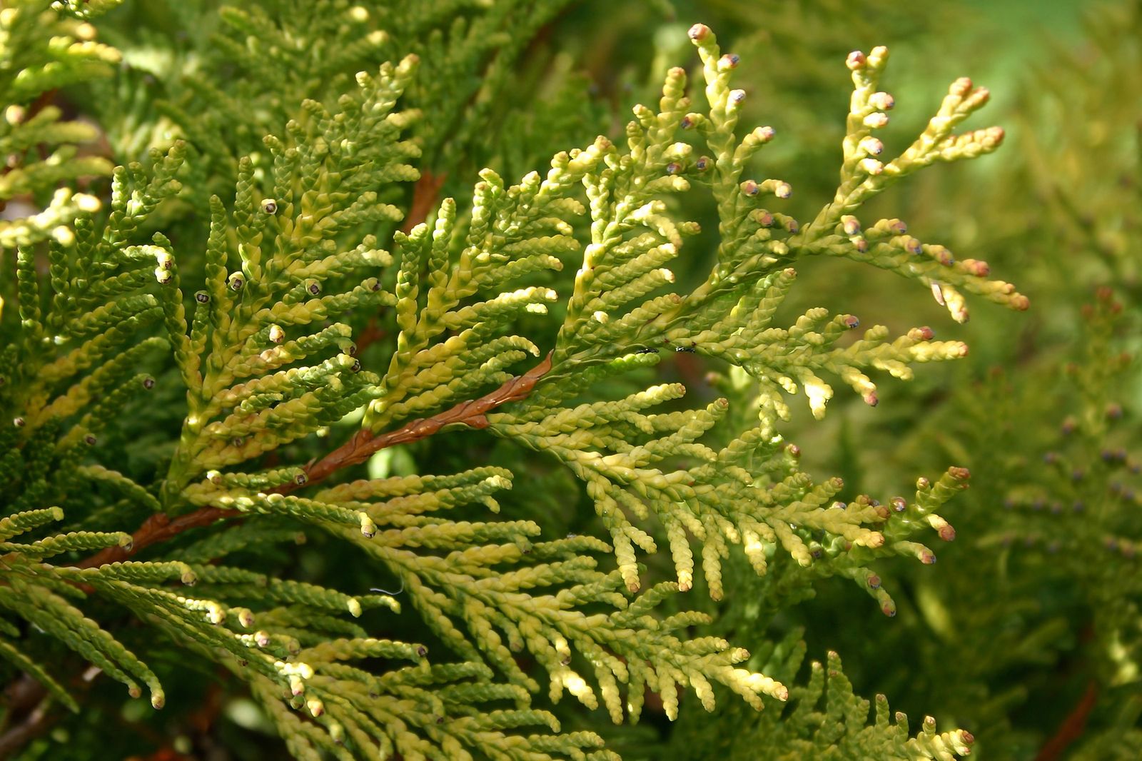 Trasplantar un ciprés