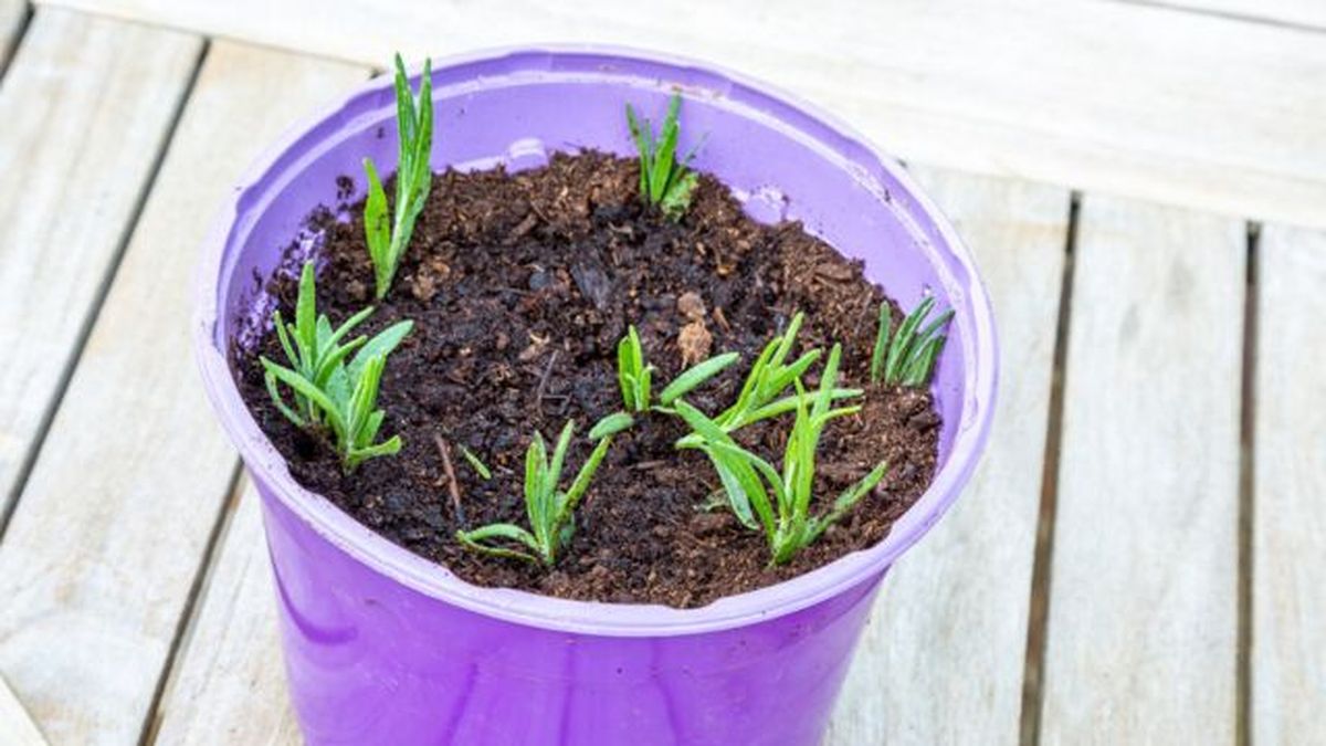 semillas germinadas de lavanda