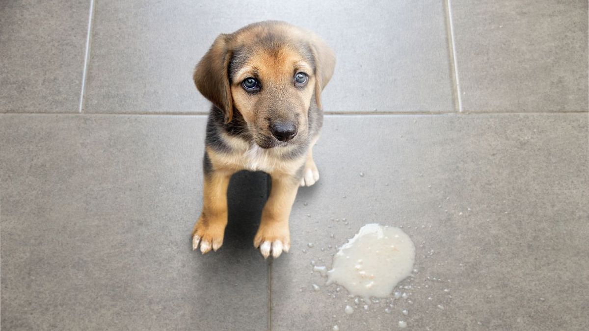 mi perro vomita amarillo