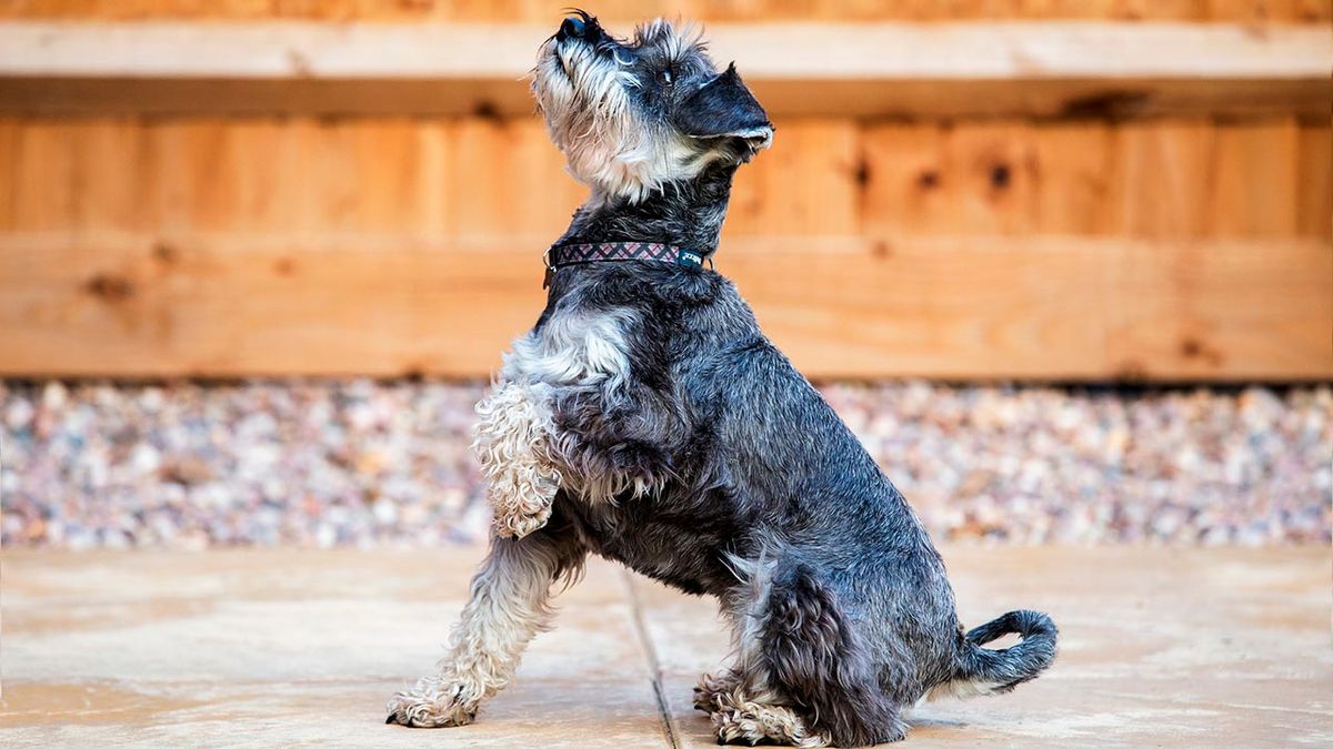 schnauzer enano 5