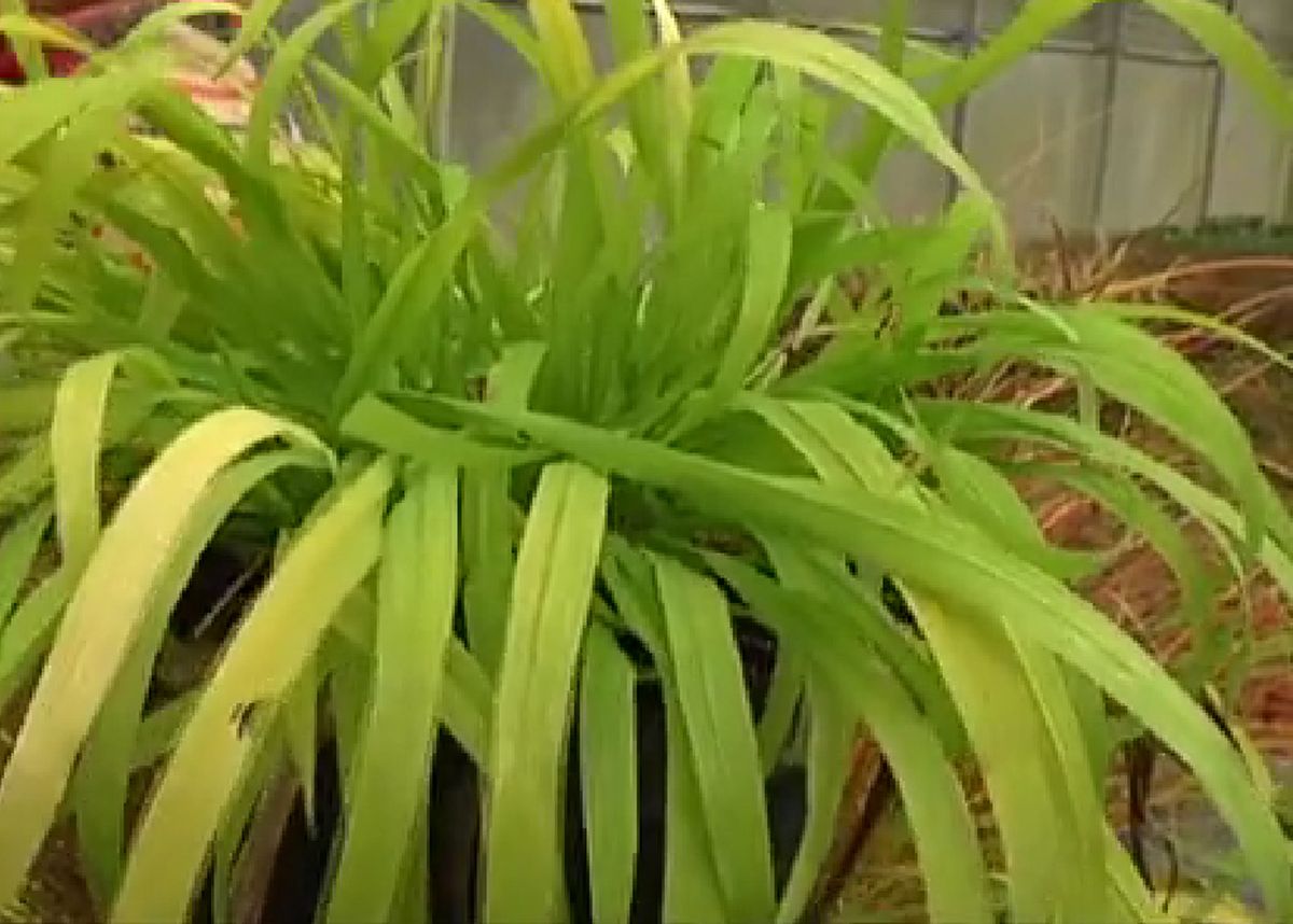 Plantas de colección   Milium effusum aureum