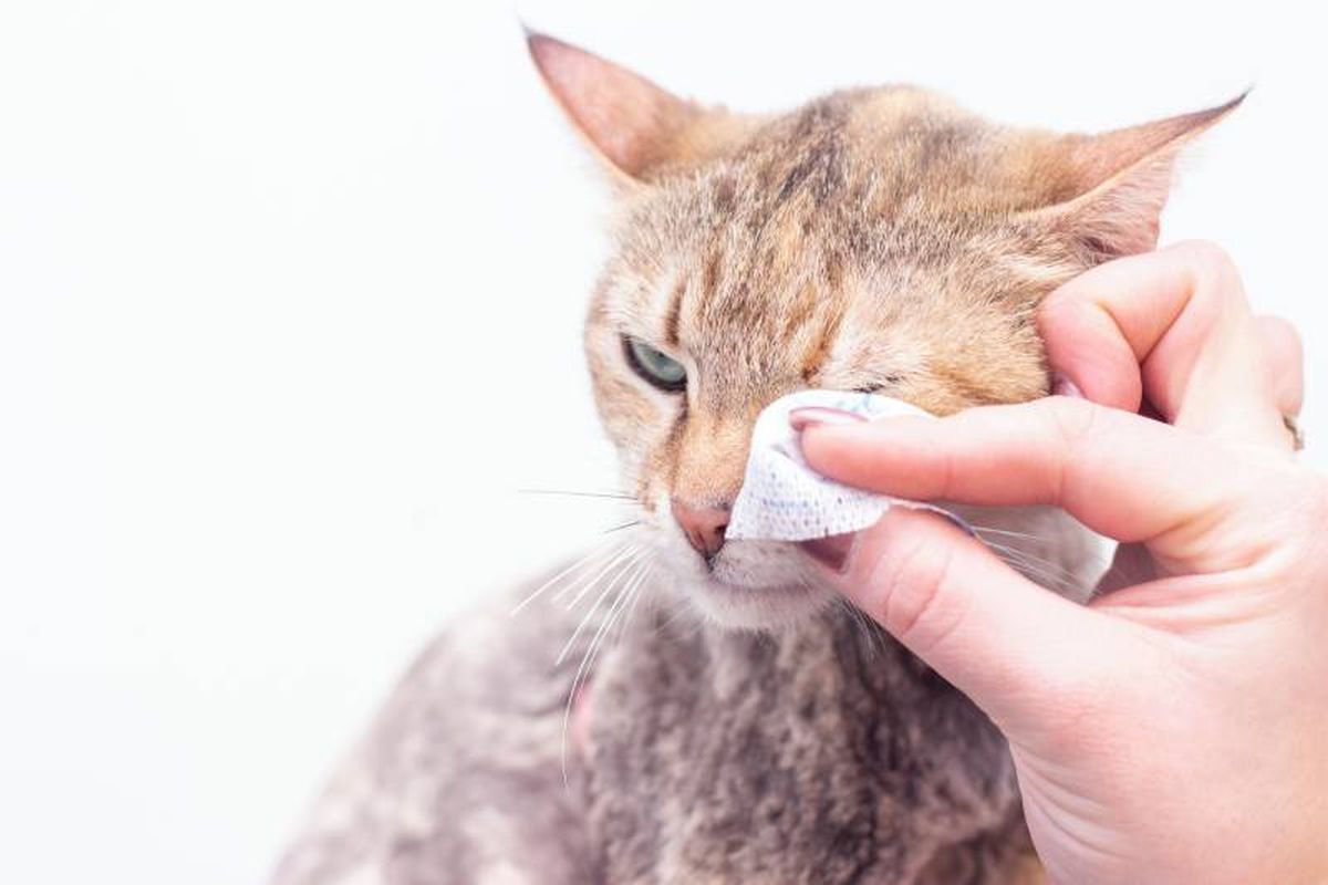La conjuntivitis en gatos se puede tratar si se actúa con tiempo y proporcionándole los cuidados adecuados.
