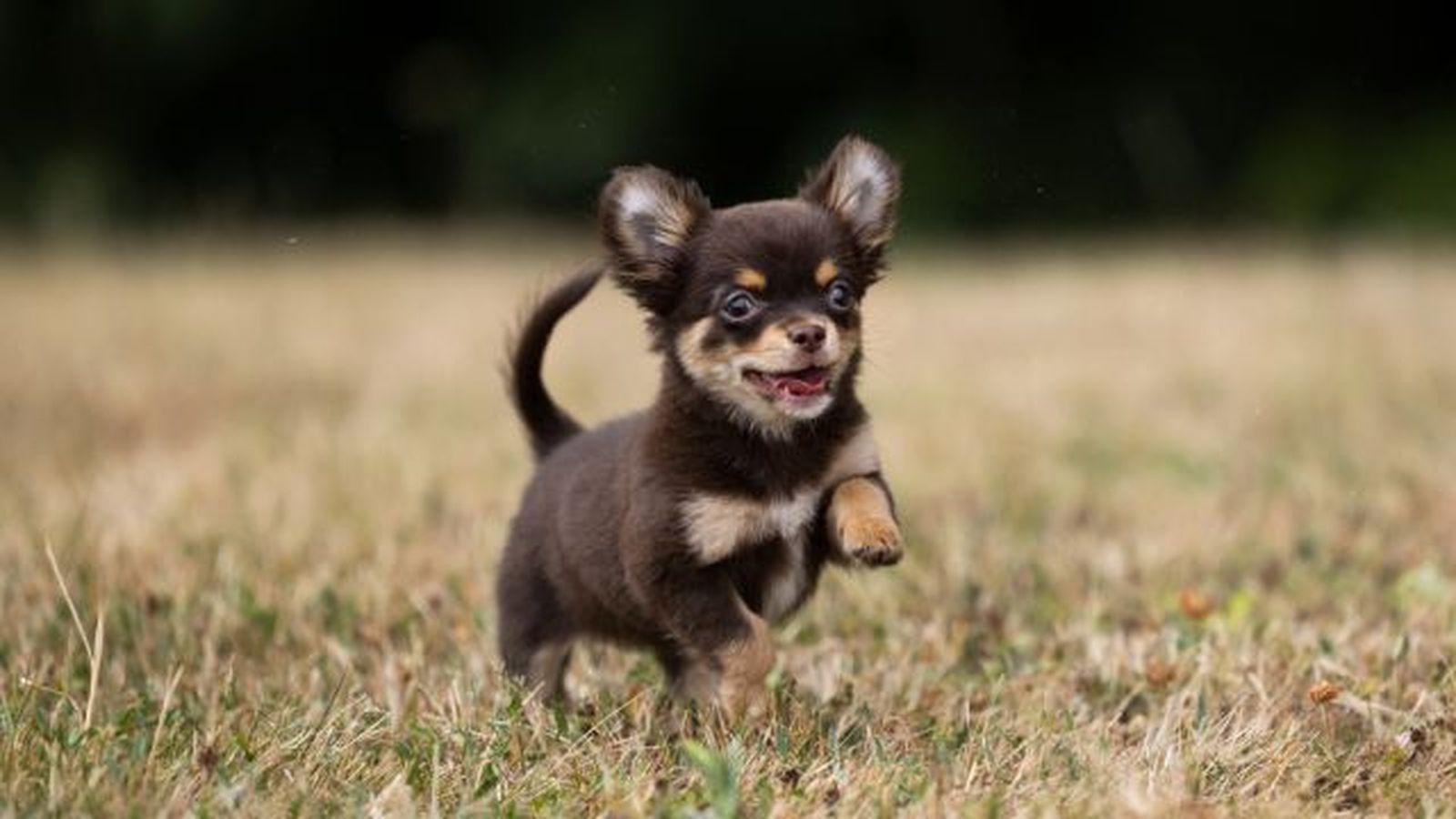 por que los perros grandes viven menos 1