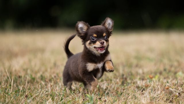 por que los perros grandes viven menos 1