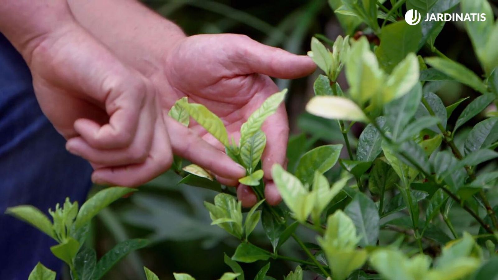 brico 921 hojas amarillas plantas xl