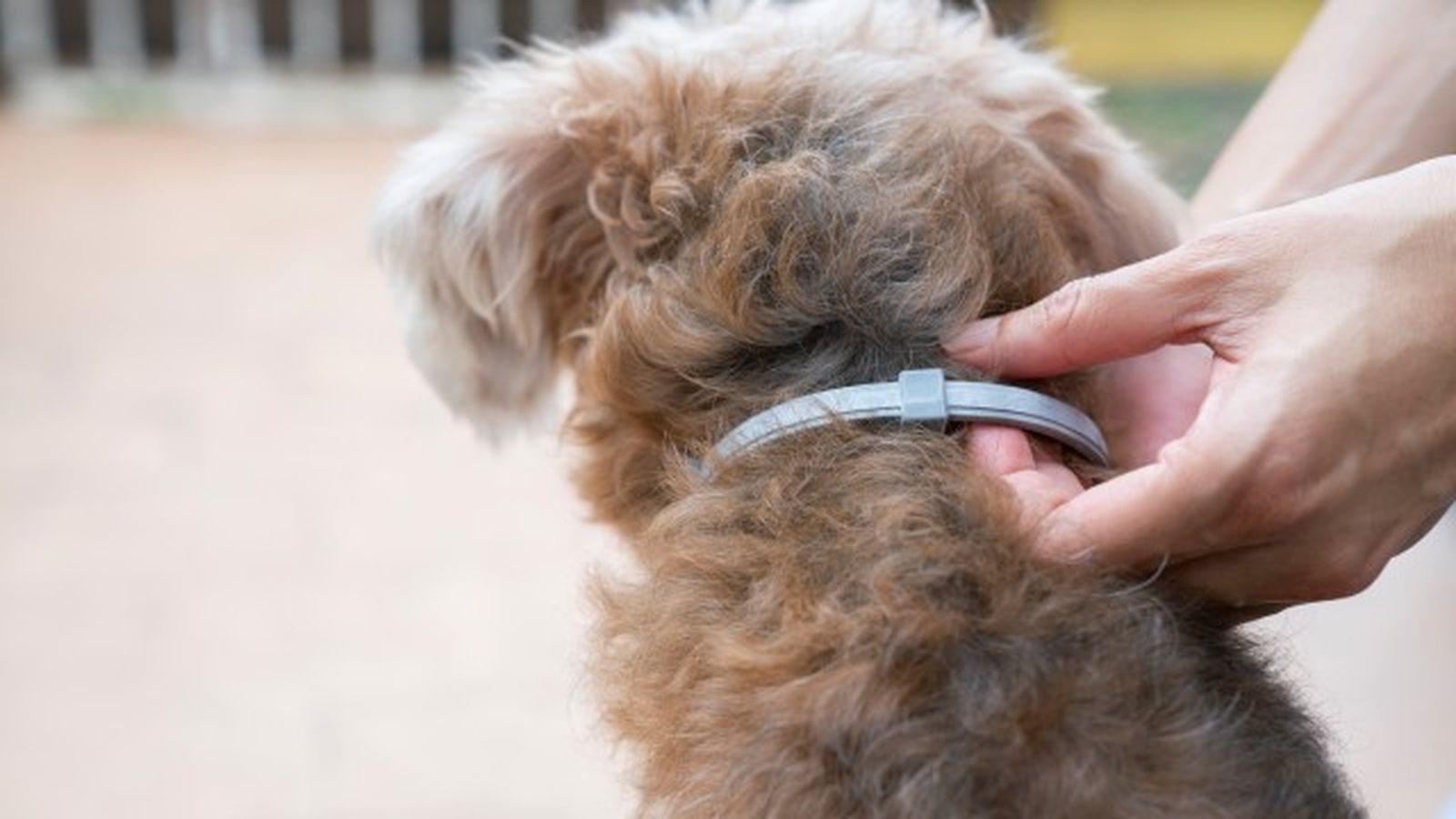 collares antiparasitarios para perros 7