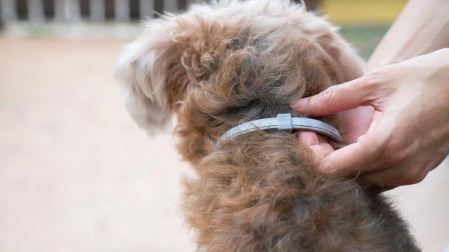 collares antiparasitarios para perros 7