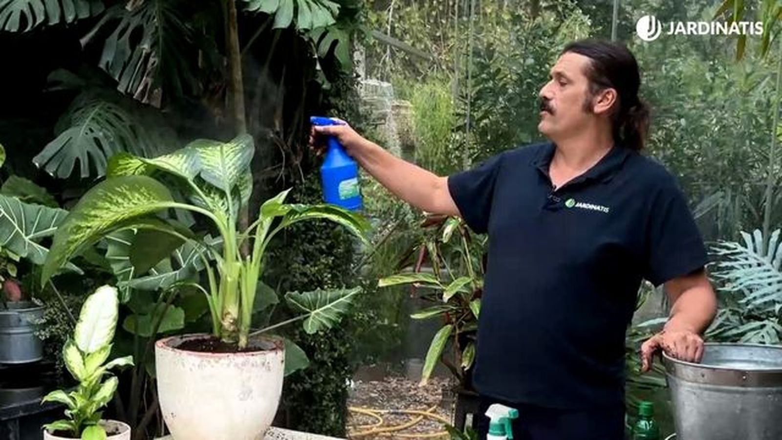 pulverizar la dieffenbachia jardinatis 23 33