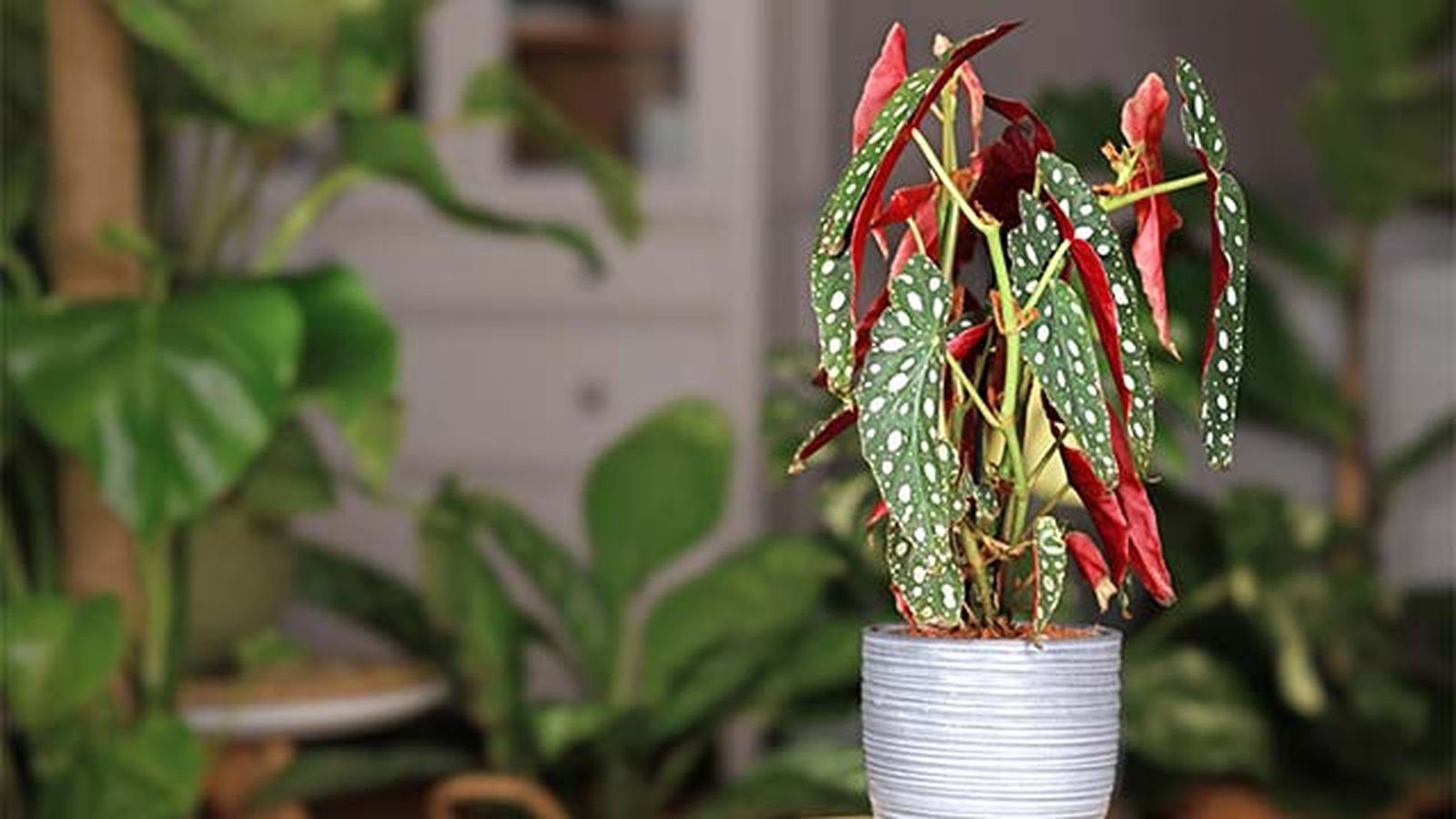 Begonia Maculata