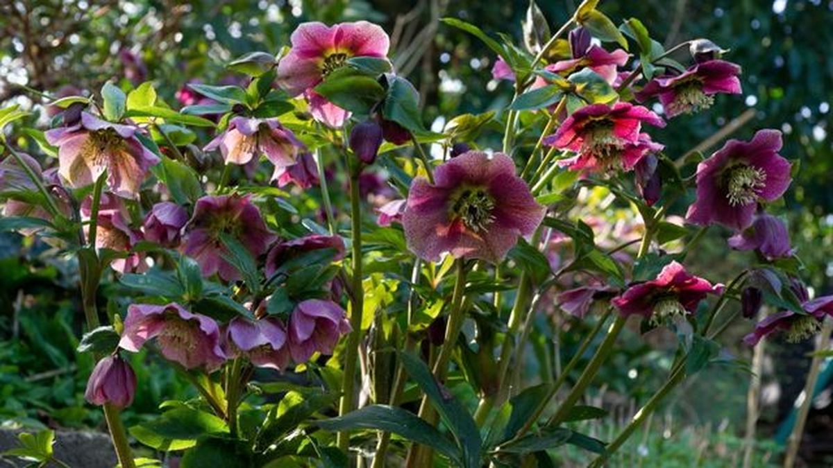 Helleborus × hybridus
