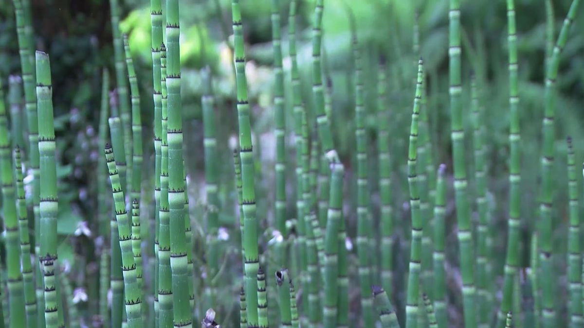 deco778 colas de caballo caballo equisetum hyemale