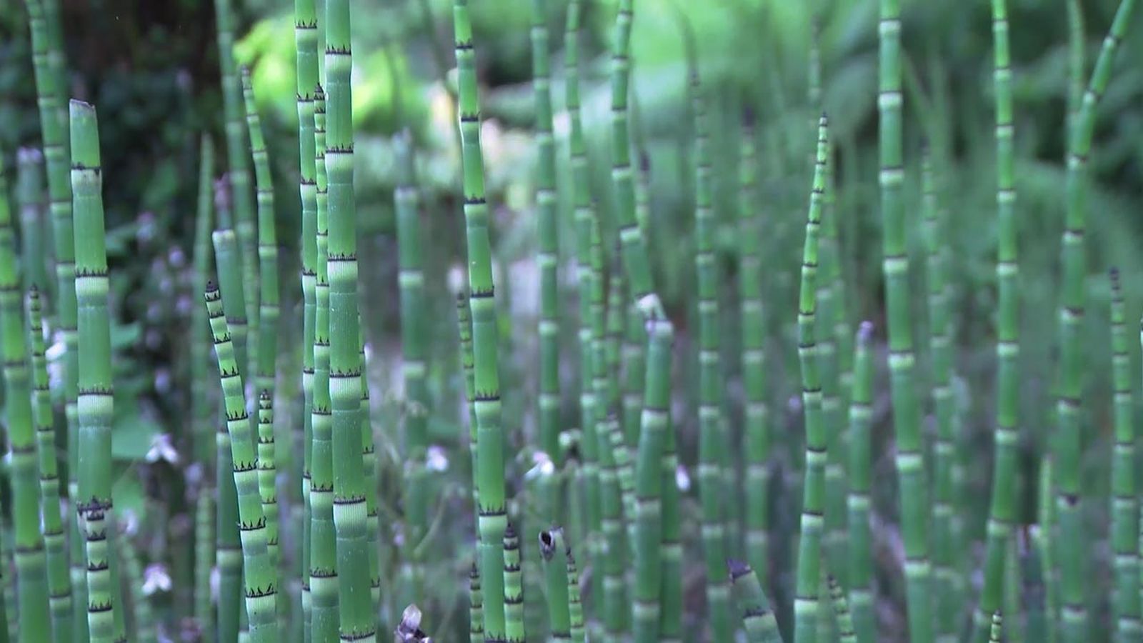 deco778 colas de caballo caballo equisetum hyemale