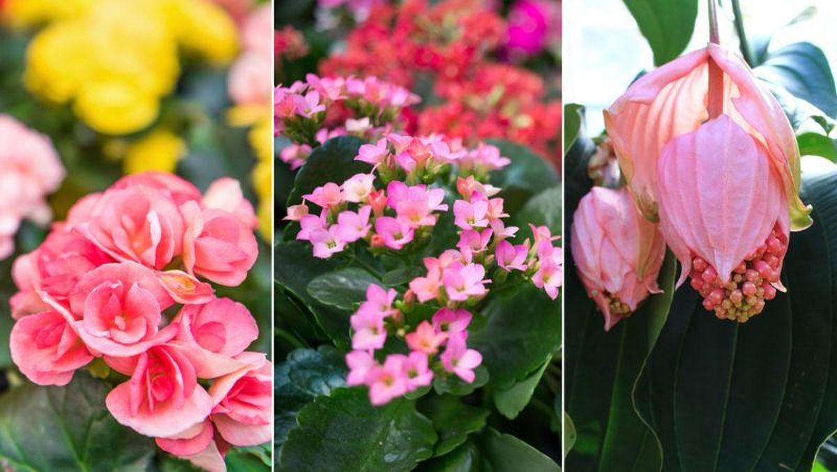 De izq. a drcha.: Begonia elatior, kalanchoe y Medinilla magnífica