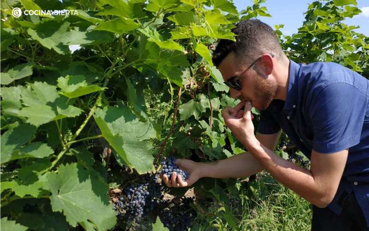 En Georgia se encuentran uvas que no hay en otro lugar del mundo
