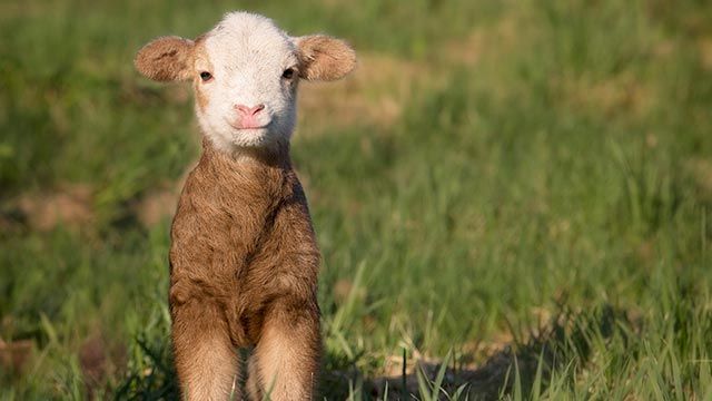 animales felices 7 oveja