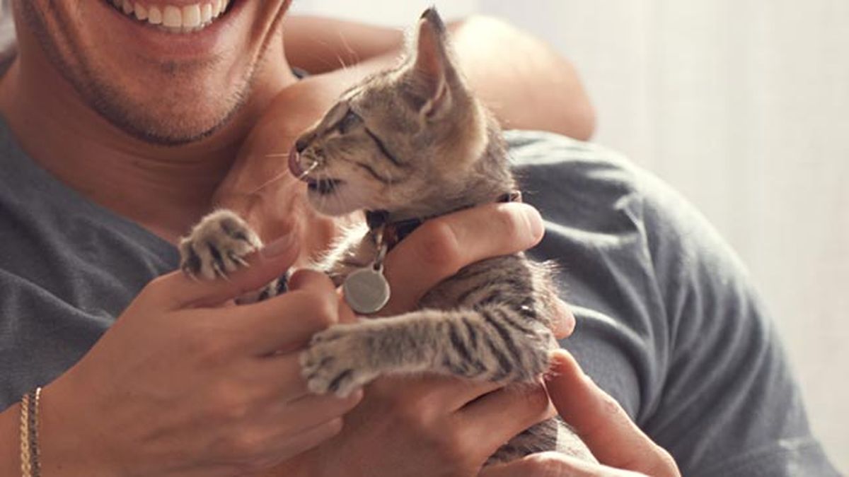 diferenciar gato macho hembra gatito2