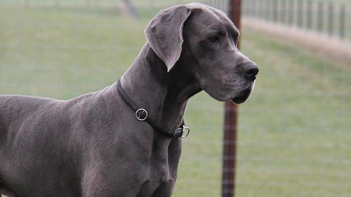 10 perros alemanes 4 dogo