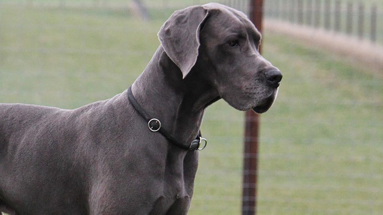 10 perros alemanes 4 dogo