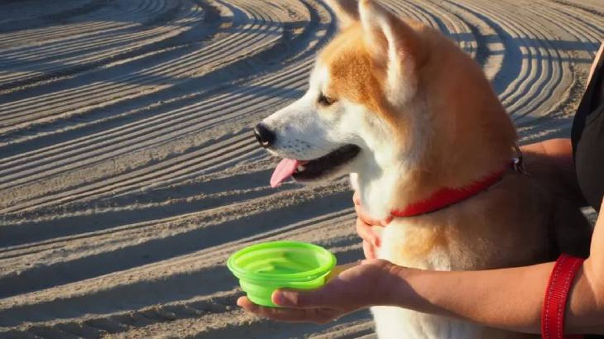 bebederos para perros grandes 7