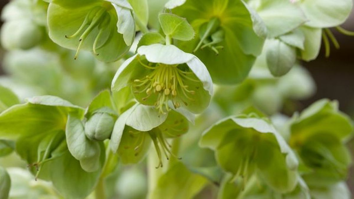 Helleborus viridis
