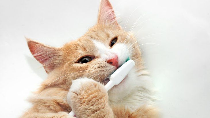 salud dental de un gato 1